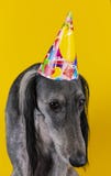 Cute dog with a birthday party hat on isolated on a yellow background. greyhound. hat with copyscpace. puppy mischief royalty free stock photo Cute dog with a birthday party hat on isolated on a yellow background. greyhound. hat with copyscpace. puppy mischief royalty free stock photo