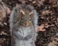 WHAT ARE YOU LOOKING AT ?SQUIRREL stock photos WHAT ARE YOU LOOKING AT ?SQUIRREL stock photos