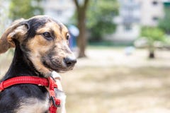 Cute happy little puppy outdoors royalty free stock image Cute happy little puppy outdoors royalty free stock image