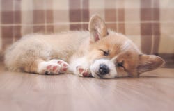Cute homemade puppy of corgi sleeps peacefully on wooden floor in the house stretched out small paws stock photo Cute homemade puppy of corgi sleeps peacefully on wooden floor in the house stretched out small paws stock photo