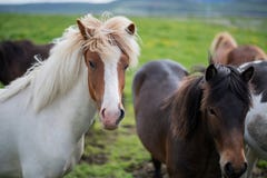 Cute Icelandic Horses in summer time ,Iceland. Royalty Free Stock Photography Cute Icelandic Horses in summer time ,Iceland. Royalty Free Stock Photography