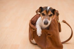 Cute jack russell doggy in a bag royalty free stock photography Cute jack russell doggy in a bag royalty free stock photography