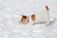 Cute jack russell terrier puppy is playing and jumping on white snow. Pet animals royalty free stock photo Cute jack russell terrier puppy is playing and jumping on white snow. Pet animals royalty free stock photo