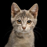 Cute Kitten on Isolated Black Background Royalty Free Stock Image Cute Kitten on Isolated Black Background Royalty Free Stock Image