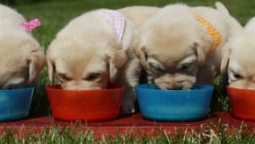 Cute labrador puppy dogs eating from their bowls outdoors