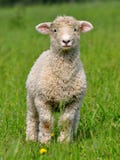 Cute Lamb Royalty Free Stock Photos