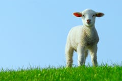 Cute Lamb In Spring Royalty Free Stock Images