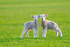 Cute Lambs Royalty Free Stock Images Cute Lambs Royalty Free Stock Images