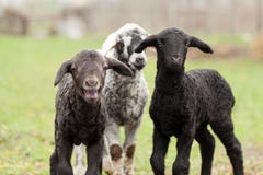 Cute Lambs Royalty Free Stock Photography