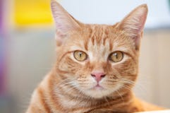 Cute and lazy cat posing to the camera stock photo Cute and lazy cat posing to the camera stock photo