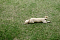 Cute light brown dog lay down on green grass Stock Images Cute light brown dog lay down on green grass Stock Images