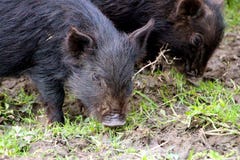 Cute Little baby piglets royalty free stock photography Cute Little baby piglets royalty free stock photography