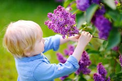 Cute little boy enjoy blooming lilac in the domestic garden stock photo Cute little boy enjoy blooming lilac in the domestic garden stock photo