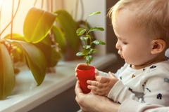 Cute little caucasian toddler boy with mother smiling and having fun holding pot with planted flower near window sill at stock photo Cute little caucasian toddler boy with mother smiling and having fun holding pot with planted flower near window sill at stock photo