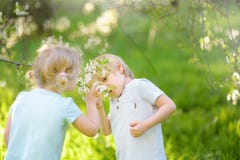 Cute little children playing together in blooming cherry garden royalty free stock images Cute little children playing together in blooming cherry garden royalty free stock images