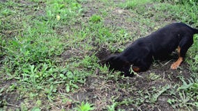 Cute little dog is digging a hole in the ground.