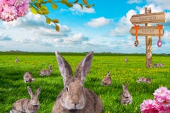 Cute little easter bunnies on green meadow stock photos Cute little easter bunnies on green meadow stock photos