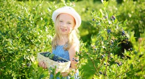 Cute little girl picking fresh berries on organic blueberry farm on warm and sunny summer day. Fresh healthy organic food for royalty free stock photos Cute little girl picking fresh berries on organic blueberry farm on warm and sunny summer day. Fresh healthy organic food for royalty free stock photos