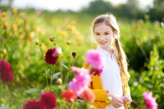 Cute little girl playing in blossoming dahlia field. Child picking fresh flowers in dahlia meadow on sunny summer day Stock Photo Cute little girl playing in blossoming dahlia field. Child picking fresh flowers in dahlia meadow on sunny summer day Stock Photo