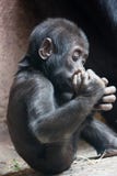 Cute little gorilla baby playing with foot royalty free stock photo Cute little gorilla baby playing with foot royalty free stock photo