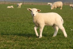 Cute Little Lamb Looking At You Royalty Free Stock Image