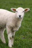 Cute Little Lamb Looking At You Royalty Free Stock Image