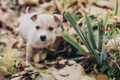 Cute little puppy walking in autumn park. Scared homeless staff terrier beige puppy playing in city street. Adoption concept. Dog stock image Cute little puppy walking in autumn park. Scared homeless staff terrier beige puppy playing in city street. Adoption concept. Dog stock image