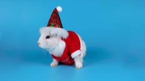 Cute little rabbit in the costume of Santa Claus, sits and sniffing