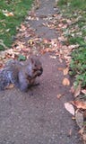 Cute little squirrel chewing her meal royalty free stock photography Cute little squirrel chewing her meal royalty free stock photography
