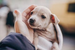 Cute little staff terrier puppy in cozy warm blanket in autumn park. Hand hugging scared homeless beige puppy in city street. stock photography Cute little staff terrier puppy in cozy warm blanket in autumn park. Hand hugging scared homeless beige puppy in city street. stock photography