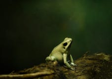 Cute little tree frog in the night royalty free stock photo Cute little tree frog in the night royalty free stock photo