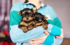 Cute little yorkshire puppy in woman`s hands stock photos Cute little yorkshire puppy in woman`s hands stock photos