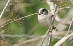 A cute Long-tailed Tit Aegithalos caudatus hunting for insects to feed on . Stock Photo A cute Long-tailed Tit Aegithalos caudatus hunting for insects to feed on . Stock Photo