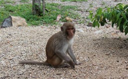 Cute monkey cub on monkey island royalty free stock photos Cute monkey cub on monkey island royalty free stock photos
