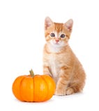 Cute orange kitten with mini pumpkin on white. Royalty Free Stock Image Cute orange kitten with mini pumpkin on white. Royalty Free Stock Image