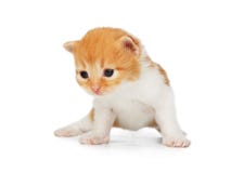 Cute orange red kitten isolated royalty free stock photo Cute orange red kitten isolated royalty free stock photo