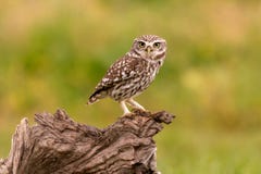 Cute owl royalty free stock photos Cute owl royalty free stock photos