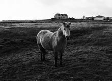 A cute pony standing in a field stock photo A cute pony standing in a field stock photo