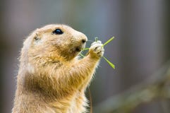 Cute prairie dog royalty free stock photo Cute prairie dog royalty free stock photo