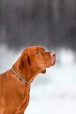 Cute profile portrait of Hungarian vyzhla stay on snow in winter forest. look cool on camera royalty free stock image Cute profile portrait of Hungarian vyzhla stay on snow in winter forest. look cool on camera royalty free stock image