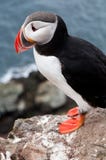 Cute puffin bird close up portrait royalty free stock photos Cute puffin bird close up portrait royalty free stock photos