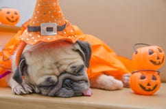 Pug Dog In Witch Costume Stock Photos - Image: 7214243