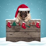 Cute pug puppy dog wearing santa hat hanging with paws on weathered wooden sign with Christmas decoration