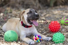 Cute Puppy Dog And Toys Stock Image