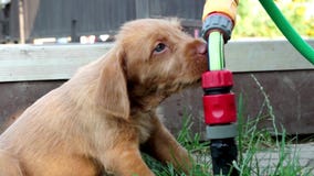 Cute Puppy drinking water