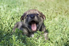 Cute puppy playing royalty free stock photography Cute puppy playing royalty free stock photography