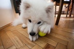 Cute puppy Samoyed indoor play with tennis ball Stock Image Cute puppy Samoyed indoor play with tennis ball Stock Image