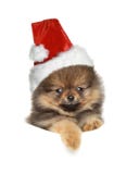 Cute puppy in Santa Red hat on white stock photos Cute puppy in Santa Red hat on white stock photos