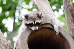 Cute raccoon resting on the top of tree house stock images Cute raccoon resting on the top of tree house stock images