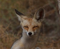 Cute red fox close up portrait Royalty Free Stock Photography Cute red fox close up portrait Royalty Free Stock Photography